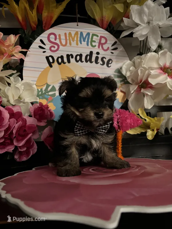 William – Yorkipoo puppy for sale in Chino Hills, CA