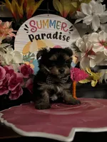 William, a male Yorkipoo for sale in Chino Hills, CA – 1 of 5