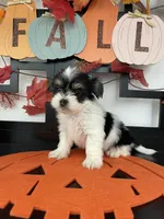 Samuel, a male Yorkshire Terrier for sale in Chino, CA – 2 of 7