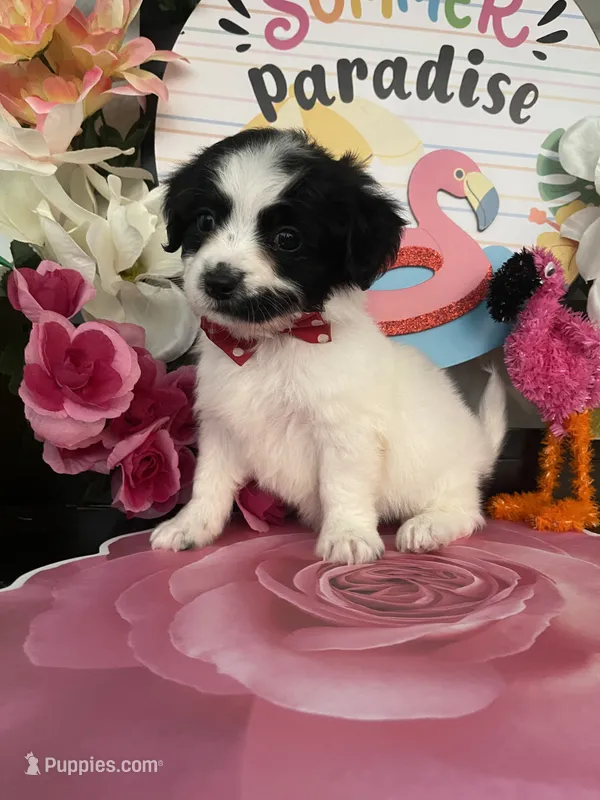 Lulu  – Shihpoo, Poodle - Miniature  puppy for sale in Chino Hills, CA