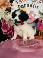 Darren, a male Shihpoo and Poodle - Miniature  for sale in Chino Hills, CA – 1 of 3