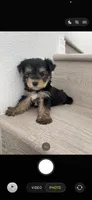 Lilly , a female Maltese and Yorkshire Terrier for sale in Chino, CA – 8 of 9
