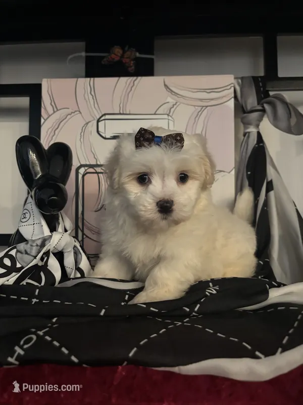 Lulu – Maltipoo puppy for sale in Chino, CA