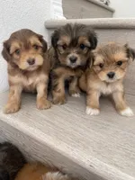 Morkies, a male Morkie for sale in Chino, CA – 4 of 8