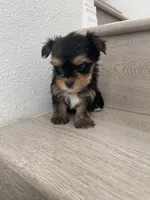 Lilly , a female Maltese and Yorkshire Terrier for sale in Chino, CA – 3 of 9