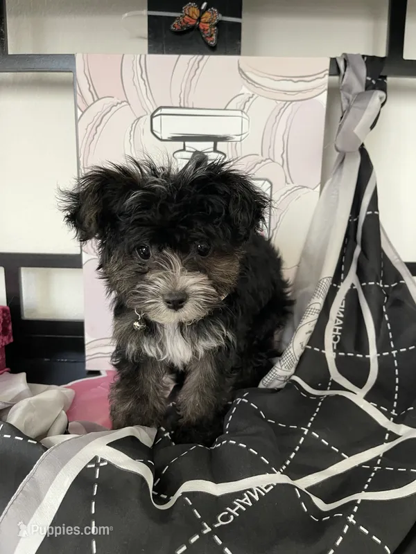 Toby – Yorkipoo puppy for sale in Chino, CA