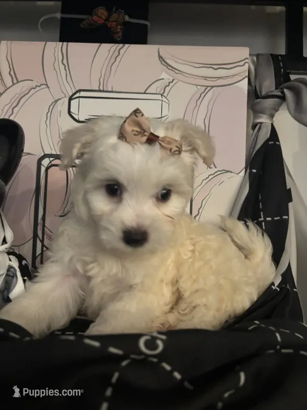 Laura – Poodle - Miniature  puppy for sale in Chino, CA