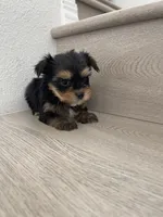 Lilly , a female Maltese and Yorkshire Terrier for sale in Chino, CA – 7 of 9