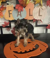 Lucy, a female Yorkshire Terrier for sale in Chino, CA – 6 of 10