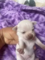 Papino, a male Chihuahua for sale in Chino Hills, CA – 5 of 7