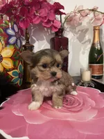 Sophia , a female Yorkshire Terrier and Shorkie for sale in Chino Hills, CA – Photo 4 of 8