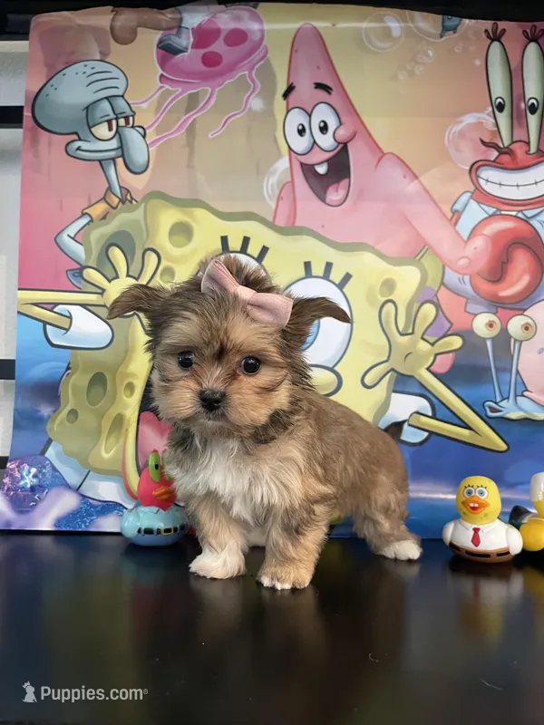 Sophia  – Yorkshire Terrier, Shorkie puppy for sale in Chino Hills, CA
