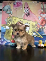 Sophia , a female Yorkshire Terrier and Shorkie for sale in Chino Hills, CA – Photo 1 of 8