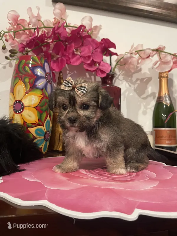 Delilah – Yorkshire Terrier, Shorkie puppy for sale in Chino Hills, CA