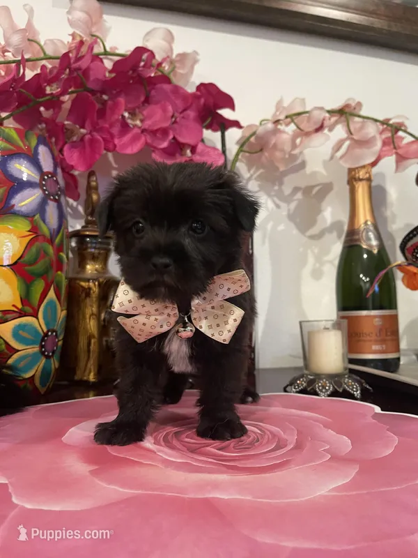 Larry – Yorkshire Terrier, Shorkie puppy for sale in Chino Hills, CA