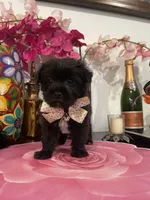 Sophia , a female Yorkshire Terrier and Shorkie for sale in Chino Hills, CA – Photo 2 of 8