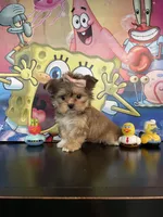 Sophia , a female Yorkshire Terrier and Shorkie for sale in Chino Hills, CA – Photo 5 of 8