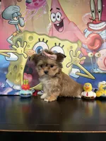 Sophia , a female Yorkshire Terrier and Shorkie for sale in Chino Hills, CA – Photo 6 of 8