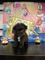 Sophia , a female Yorkshire Terrier and Shorkie for sale in Chino Hills, CA – Photo 8 of 8