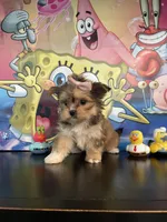 Sophia , a female Yorkshire Terrier and Shorkie for sale in Chino Hills, CA – Photo 3 of 8