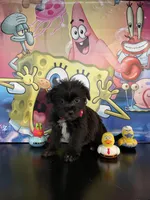 Sophia , a female Yorkshire Terrier and Shorkie for sale in Chino Hills, CA – Photo 7 of 8