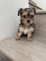 Lilly , a female Maltese and Yorkshire Terrier for sale in Chino, CA – 5 of 9