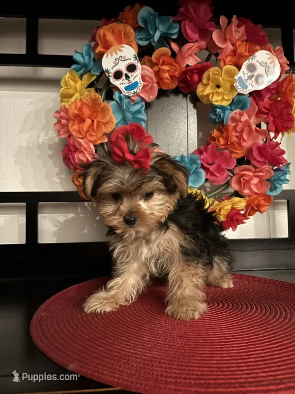 Lucy – Yorkshire Terrier puppy for sale in Chino Hills, CA