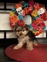 Charles, a male Yorkshire Terrier for sale in Chino Hills, CA – 6 of 7