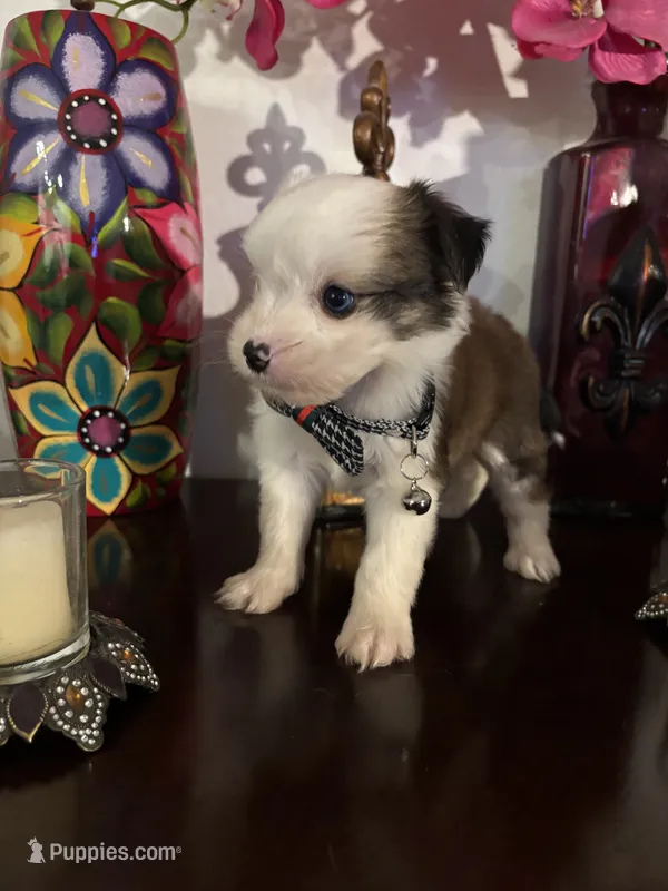 Lenny – Morkie puppy for sale in Chino, CA