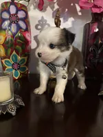 Lenny, a male Morkie for sale in Chino, CA – 1 of 4
