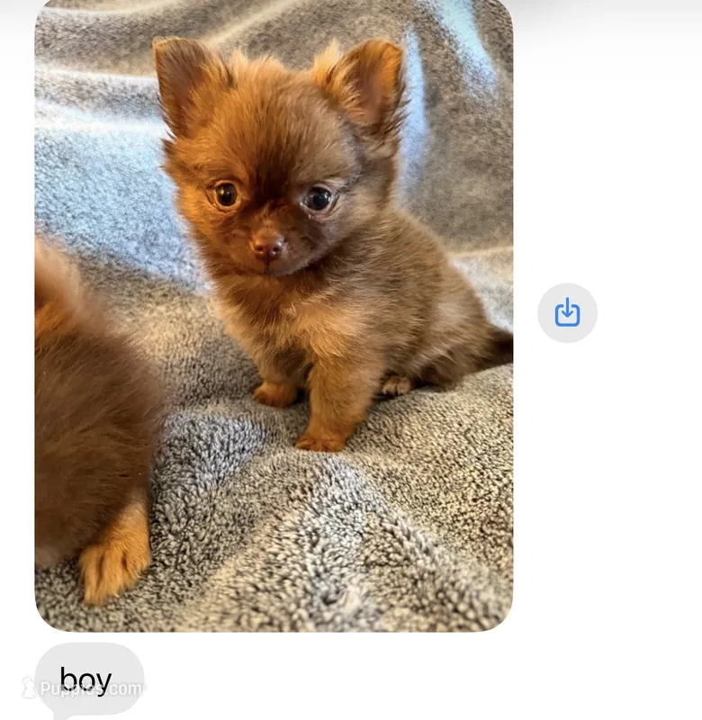 Delila  – Pomeranian puppy for sale in Chino Hills, CA