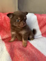 Gucci, a male Pomeranian for sale in Chino, CA – 2 of 2