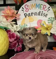 Leon, a male Pomeranian and Shih Tzu for sale in Chino Hills, CA – 2 of 8