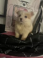 Delilah, a female Maltipom for sale in Chino, CA – 2 of 6