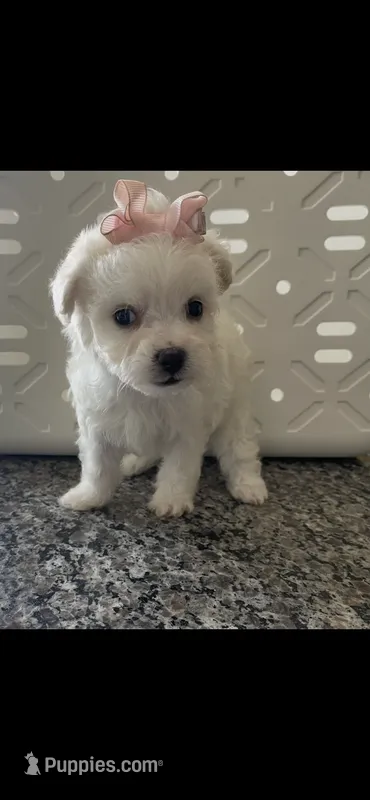 Laura – Poodle - Miniature  puppy for sale in Chino, CA