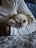 Casper, a male Chihuahua for sale in Chino, CA – 4 of 4