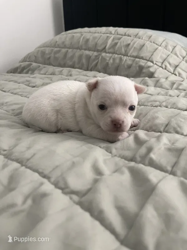 Casper – Chihuahua puppy for sale in Chino, CA