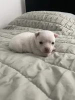 Casper, a male Chihuahua for sale in Chino, CA – 1 of 4