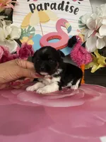 Lenny, a male Morkie for sale in Chino Hills, CA – 3 of 5