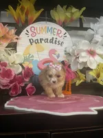 Willow, a female Maltipoo for sale in Chino Hills, CA – 2 of 4