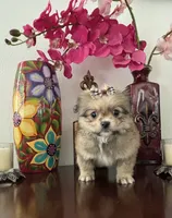 Leon, a male Pomeranian and Shih Tzu for sale in Chino Hills, CA – 3 of 8