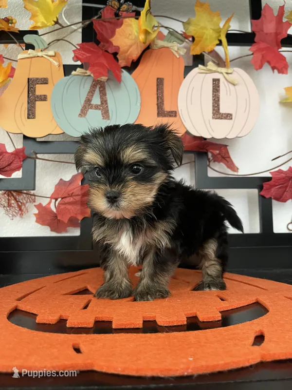 Samuel – Yorkshire Terrier puppy for sale in Chino, CA