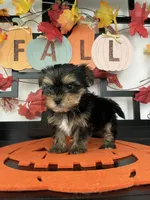 Samuel, a male Yorkshire Terrier for sale in Chino, CA – 1 of 7