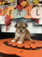 Morkies, a male Morkie for sale in Chino, CA – 2 of 8