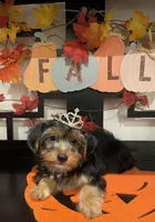 Lucy, a female Yorkshire Terrier for sale in Chino, CA – 3 of 10