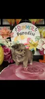 Leon, a male Pomeranian and Shih Tzu for sale in Chino Hills, CA – 7 of 8
