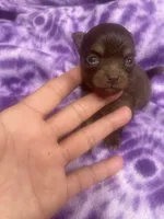 Papino, a male Chihuahua for sale in Chino Hills, CA – 7 of 7