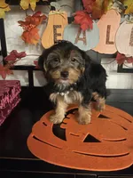 Lucy, a female Yorkshire Terrier for sale in Chino, CA – 7 of 10
