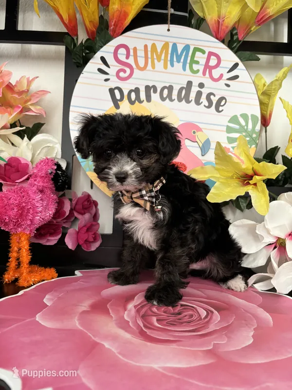 Toby – Yorkipoo puppy for sale in Chino Hills, CA