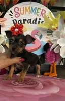 Lucy, a female Chihuahua for sale in Chino Hills, CA – 2 of 5